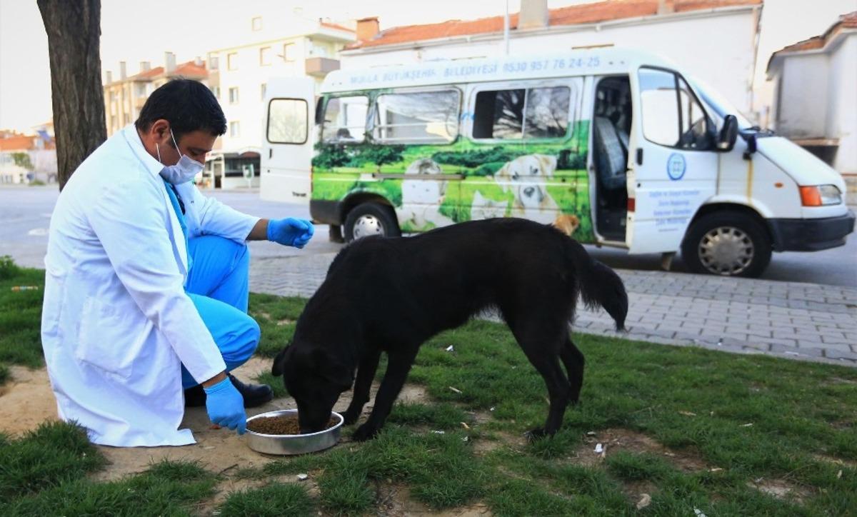 Kısıtlamada sokak hayvanları B&uuml;y&uuml;kşehir&rsquo;e emanet