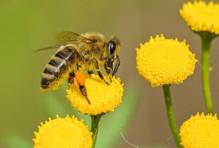 Arı sokmasına ne iyi gelir? Arı sokmasında ne yapılır?