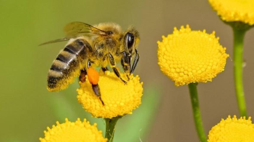 Arı sokmasına ne iyi gelir? Arı sokmasında ne yapılır?