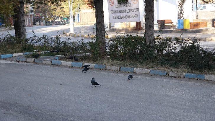 Tunceli’de sokaklar, bomboş kaldı G3