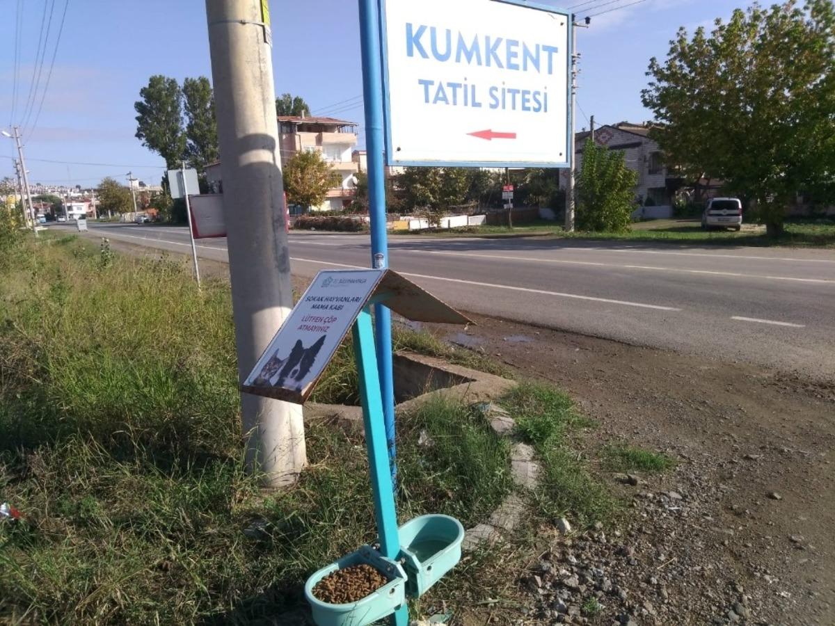 Zor g&uuml;nlerde sokak hayvanları S&uuml;leymanpaşa Belediyesine emanet