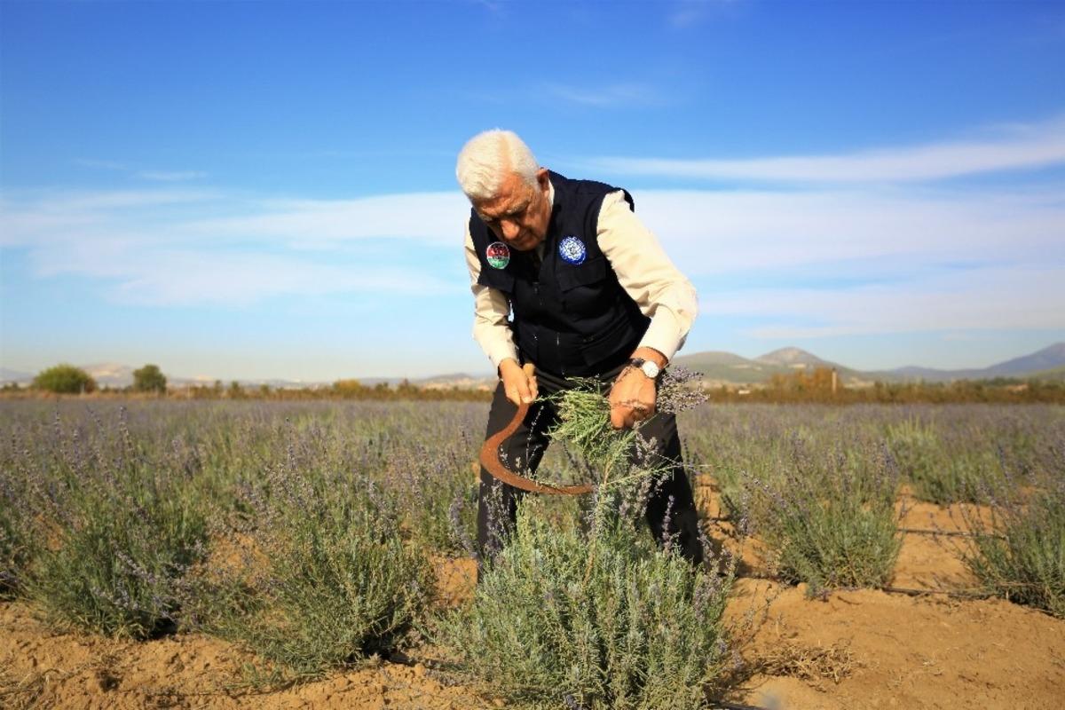 Muğla&rsquo;da ikinci Lavanta hasadı yapıldı