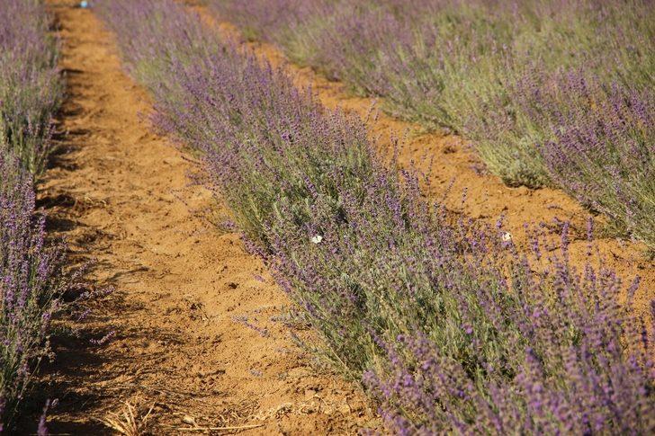Muğla’da ikinci Lavanta hasadı yapıldı G2