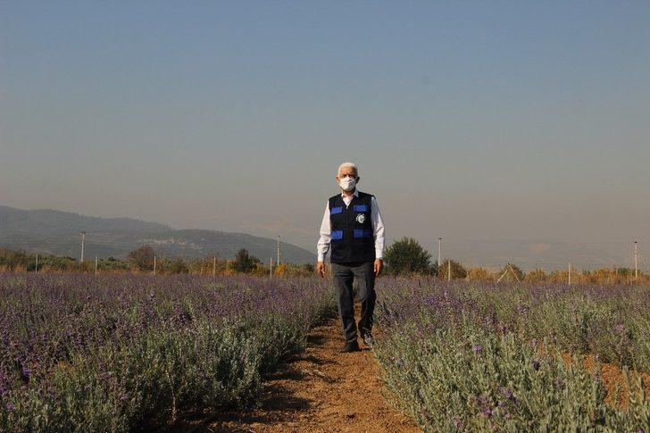 Muğla’da ikinci Lavanta hasadı yapıldı G3