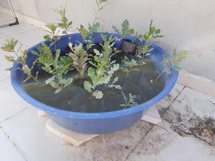 Balkonunda yetiştirip bağışladığı fidanlar toprakla buluşturuldu G2