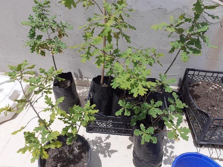 Balkonunda yetiştirip bağışladığı fidanlar toprakla buluşturuldu G3