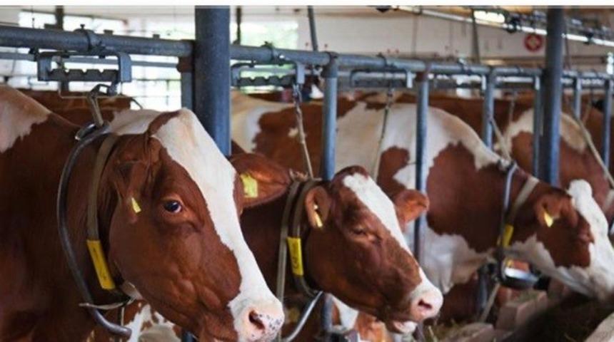 Malatya’da hayvan yetiştiricilerine düve desteği