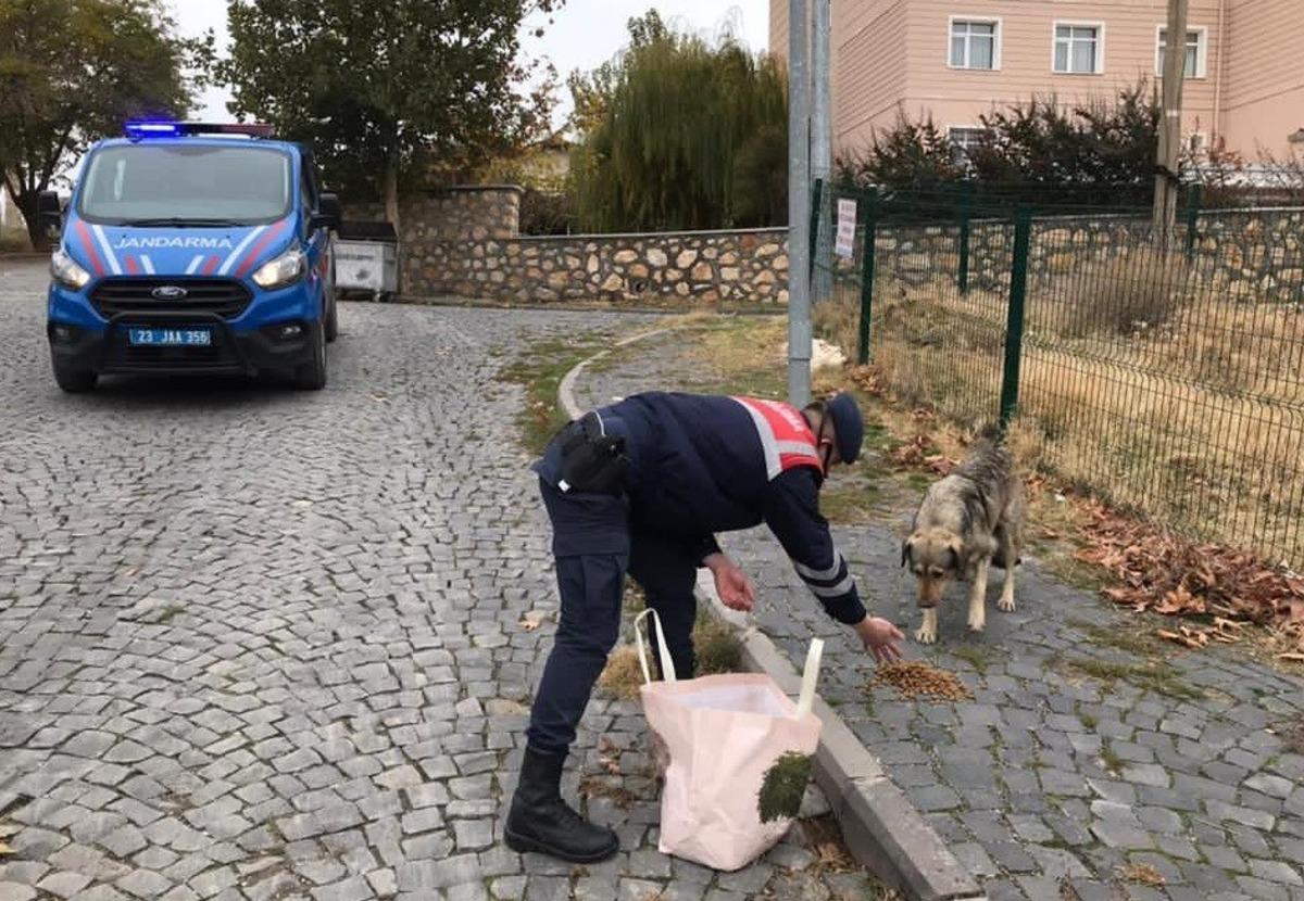 Jandarma, kısıtlama da sessiz dostlarını beslemeyi ihmal etmedi