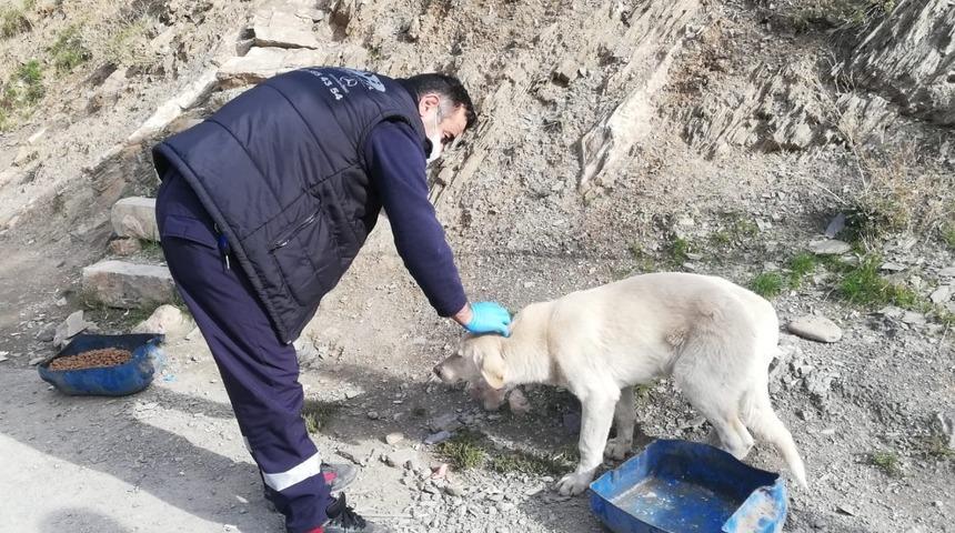 Sokağa çıkma yasağında da can dostlar unutulmadı