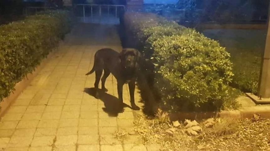 Erdek’te kedileri öldüren köpek barınakta
