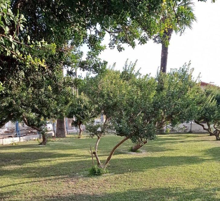 Çeşme’deki sakız ağaçları koruma altında G1