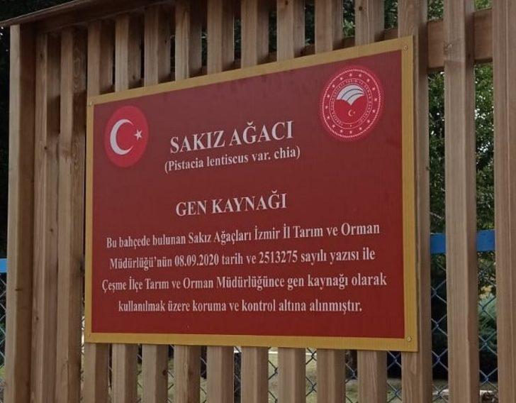 Çeşme’deki sakız ağaçları koruma altında G2