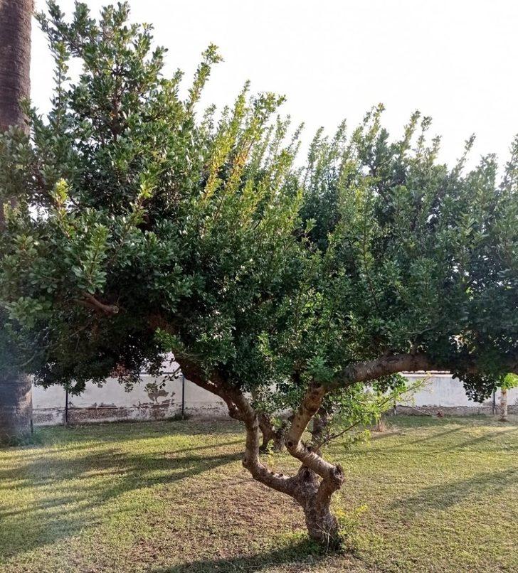 Çeşme’deki sakız ağaçları koruma altında G3