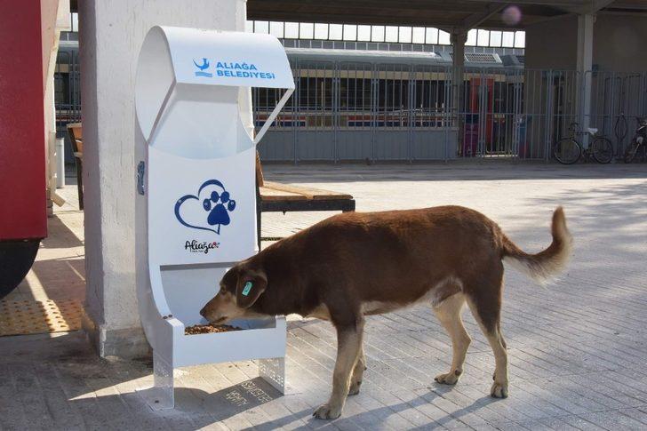 Sevimli dostlara mama desteği G2