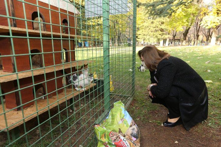 Fatma şahin sokaktaki hayvanları besledi G2