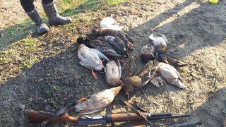 Kuş cennetinde kaçak ördek avlayan coğrafya öğretmeni yakalandı