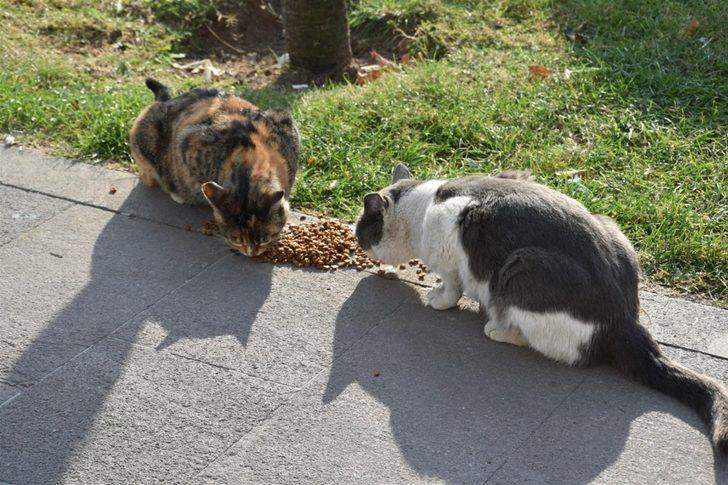 Balıkesir Büyükşehir Belediyesi’nden sokak hayvanlarına mama G3
