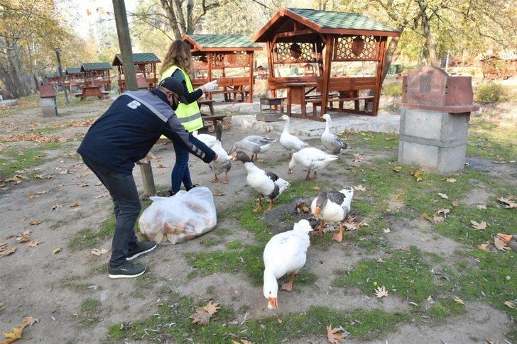 Balıkesir Büyükşehir Belediyesi’nden sokak hayvanlarına mama G5