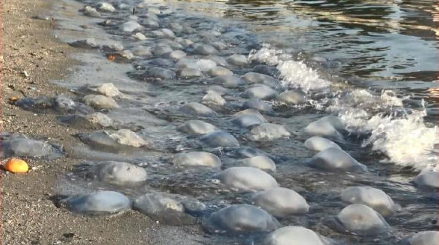 Avcılar sahilinde korkutan dev denizanaları