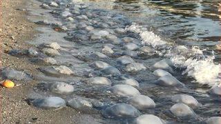 Avcılar sahilinde korkutan dev denizanaları