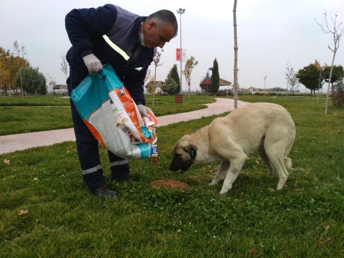 Sokağa &ccedil;ıkma kısıtlamasında sokak hayvanlarına yem bıraktı