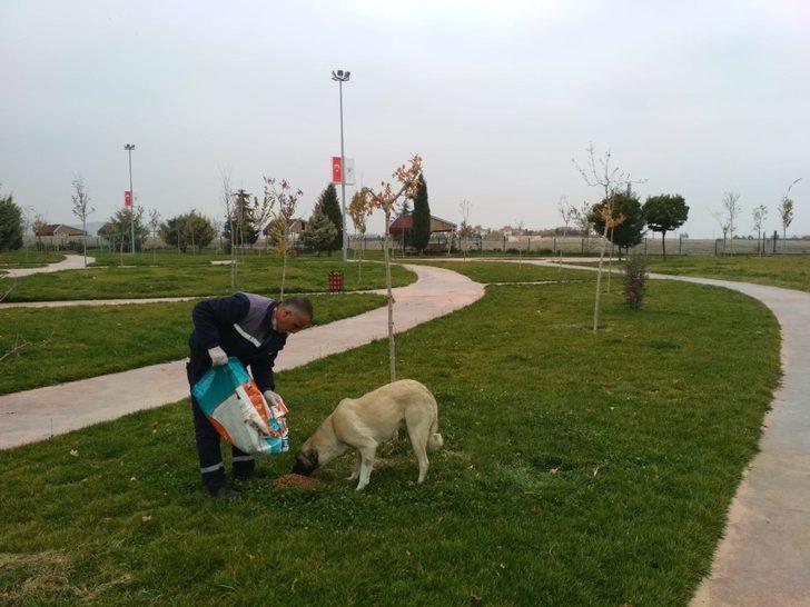 Sokağa çıkma kısıtlamasında sokak hayvanlarına yem bıraktı G3