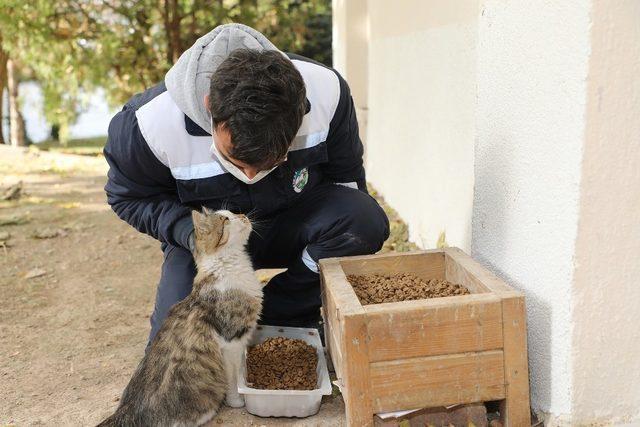 Talas’ta sokak hayvanlarına yardım eli