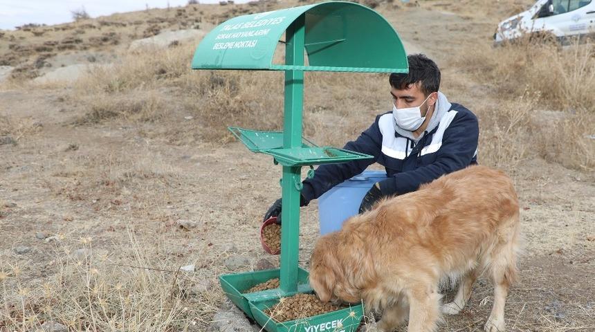 Talas&rsquo;ta sokak hayvanlarına yardım eli