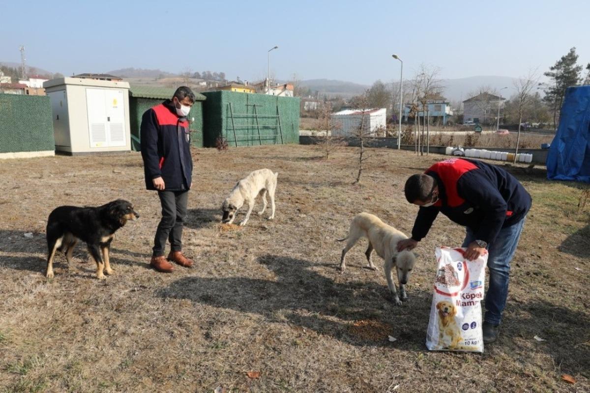 İlkadım Belediyesi kısıtlama g&uuml;nlerinde sokak hayvanlarını unutmadı
