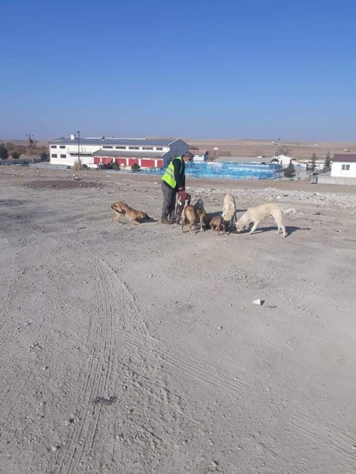 Sungurlu Belediyesi sokak hayvanlarını unutmadı