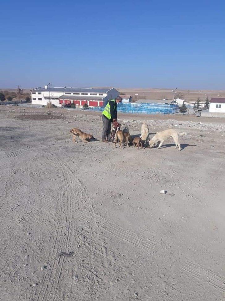 Sungurlu Belediyesi sokak hayvanlarını unutmadı G1