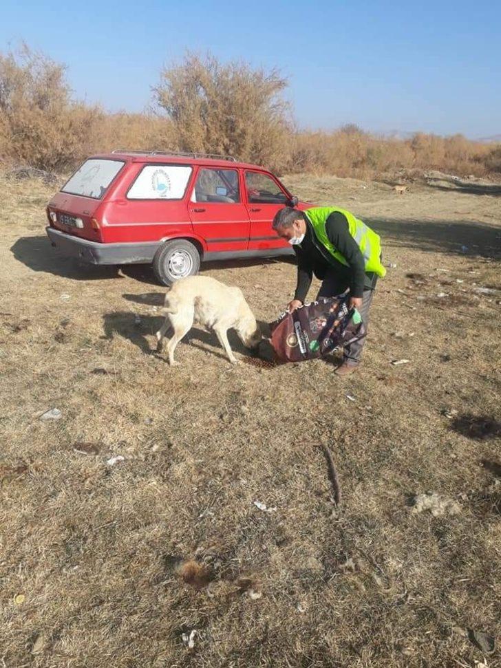 Sungurlu Belediyesi sokak hayvanlarını unutmadı G2