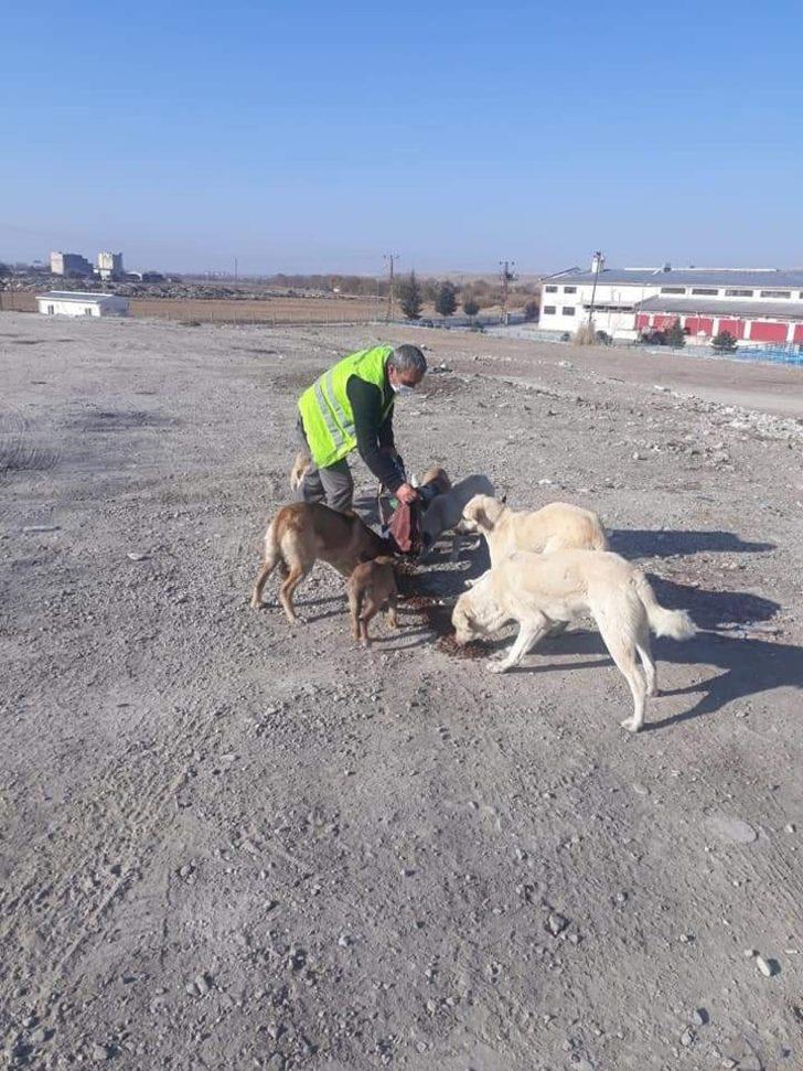 Sungurlu Belediyesi sokak hayvanlarını unutmadı G3
