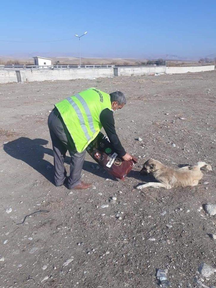 Sungurlu Belediyesi sokak hayvanlarını unutmadı G4