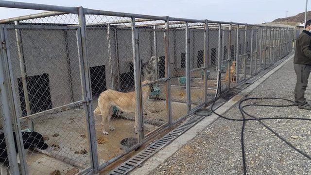 Geçici Hayvan Bakim evinde denetim