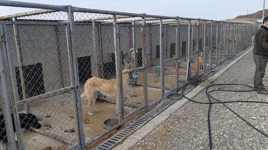 Geçici Hayvan Bakim evinde denetim