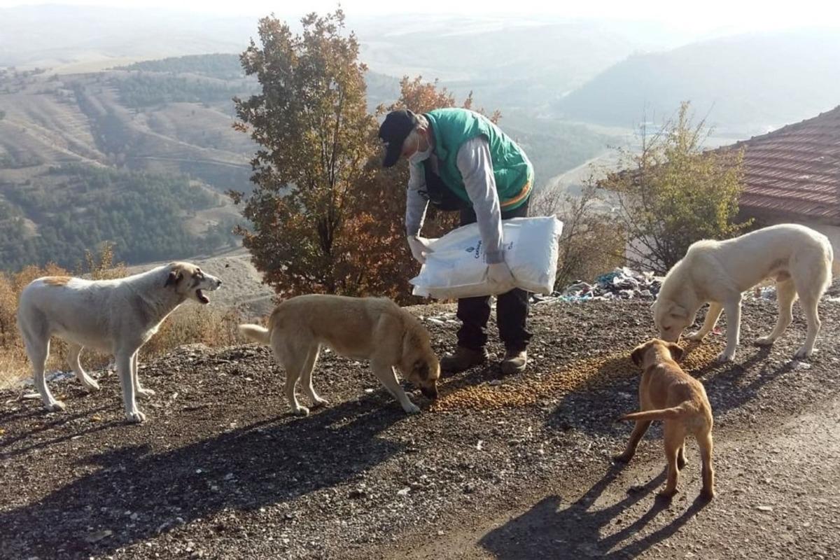 &Ccedil;ankaya Belediyesi 56 saatlik kısıtlamada sokak hayvanlarını unutmadı