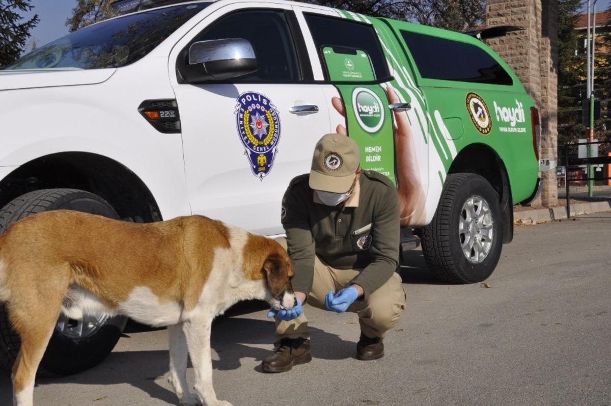 Polis ve hayvanseverler sokak hayvanları i&ccedil;in sokaklarda