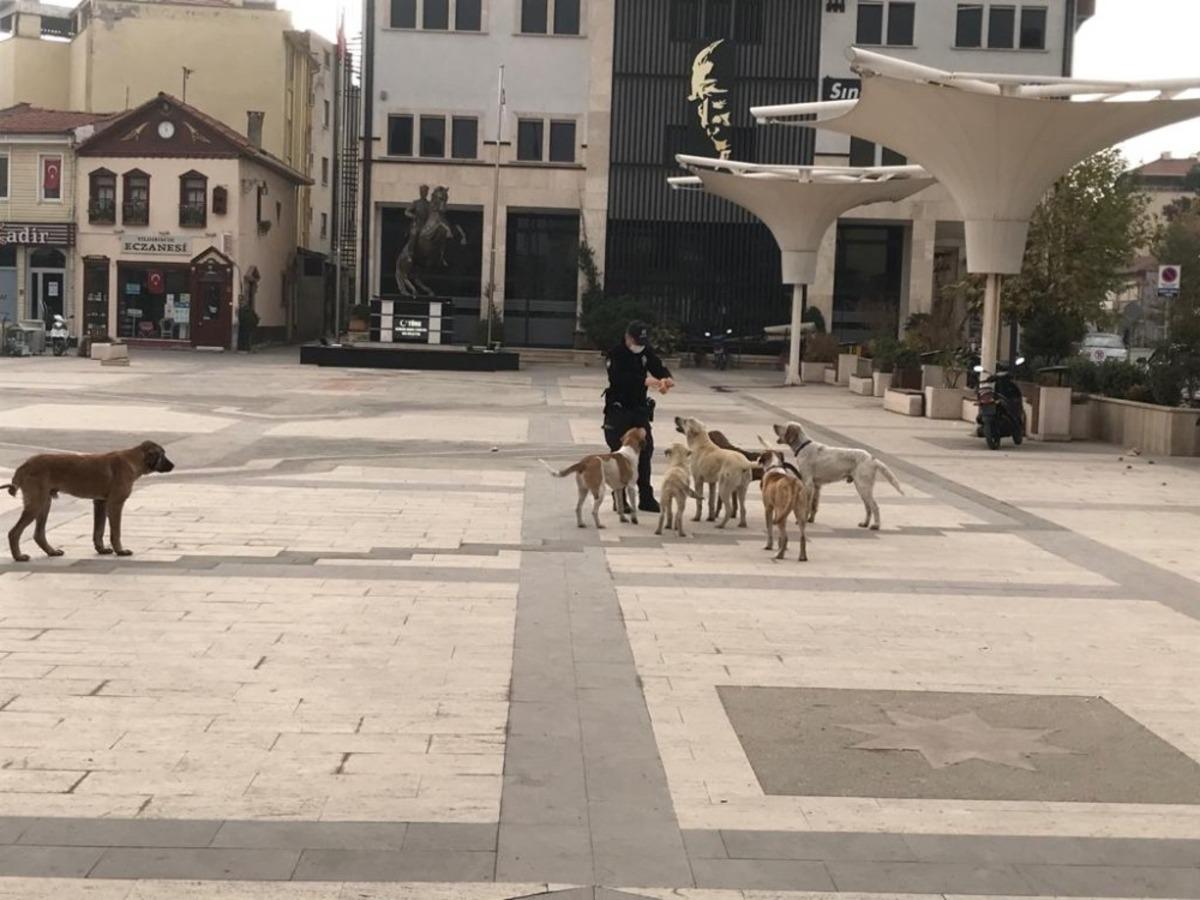 Sındırgı sokakları sokak hayvanlarına kaldı