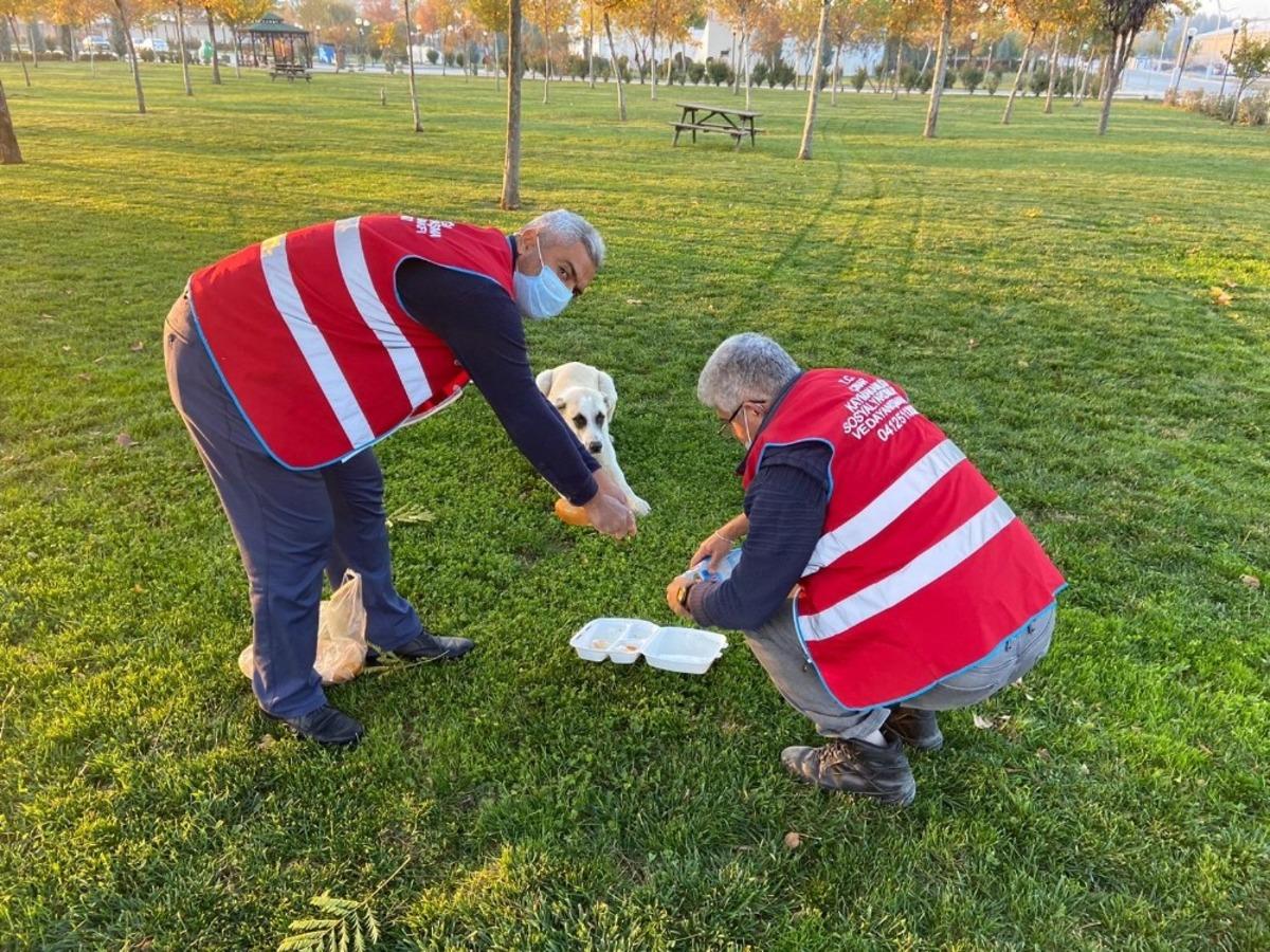 Kısıtlamada sokak hayvanları unutulmadı