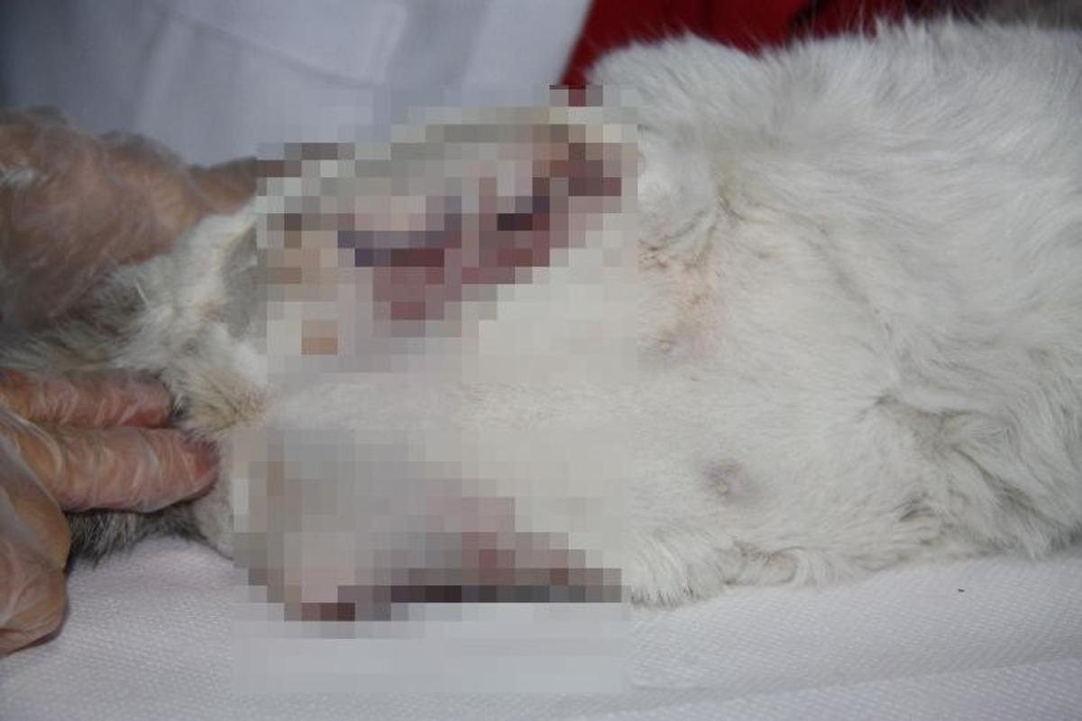 Diyarbakır&rsquo;da patileri kesilen kedi kurtarılamadı