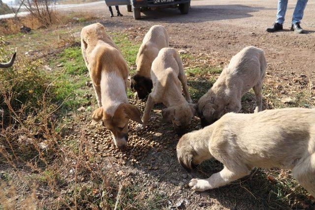 Erzincan’da sokak hayvanlarına yem bırakıldı