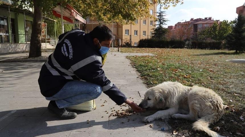 Erzincan&rsquo;da sokak hayvanlarına yem bırakıldı