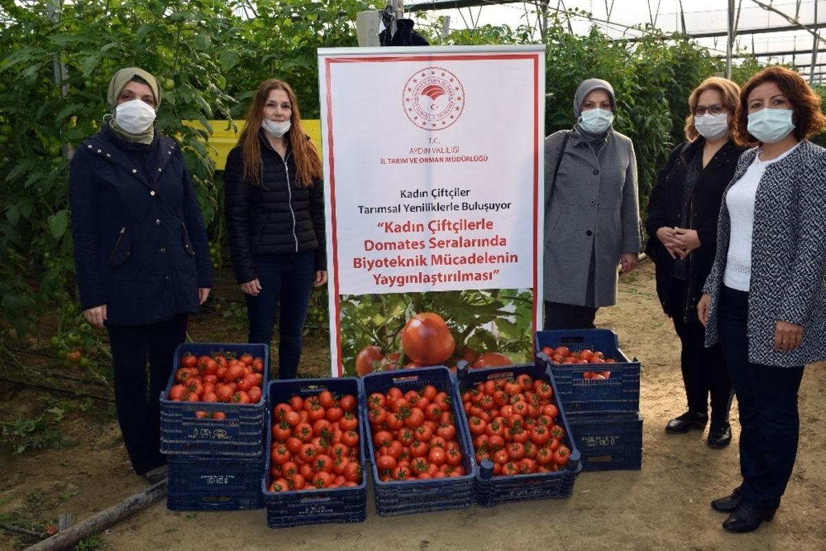 Biyoteknik m&uuml;cadeleli serada hasat başladı