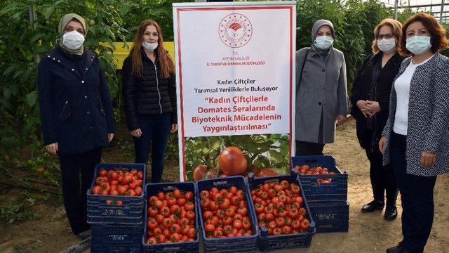 Biyoteknik mücadeleli serada hasat başladı