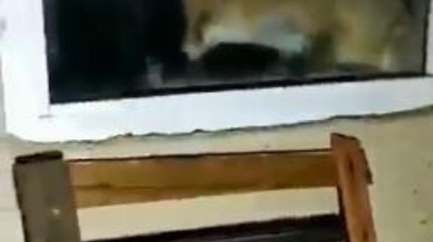 Avlanmaya gelen tilki bu sefer avlandı