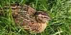 Is there a subsidy for quail farming?