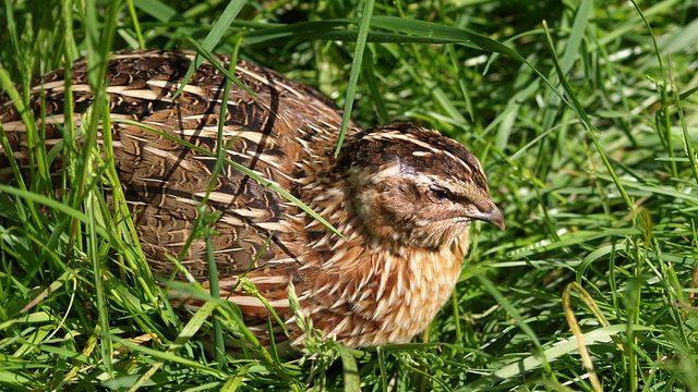 Bıldırcın yetiştiriciliği nasıl yapılır, karlı mı, devlet teşviki var mı? Bıldırcın nasıl yetiştirilir?