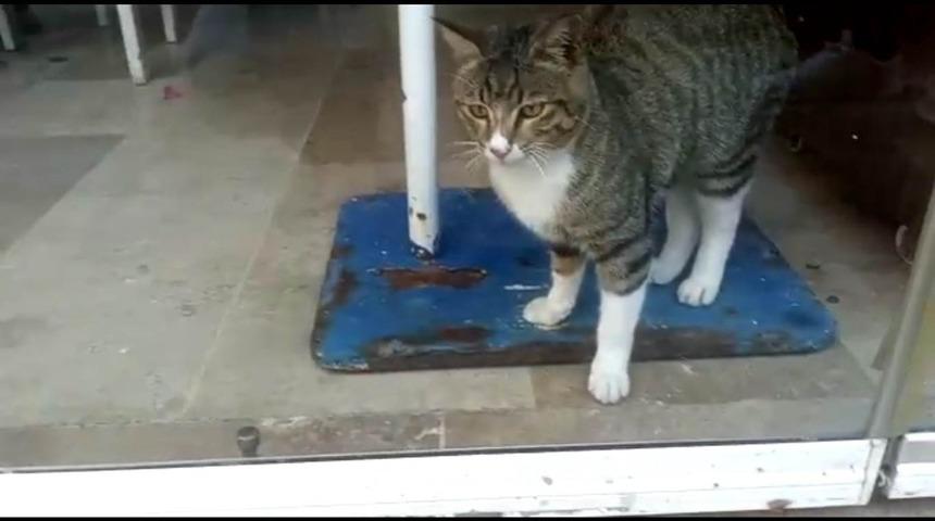 Restoranda mahsur kalan kediyi kapı altından beslediler