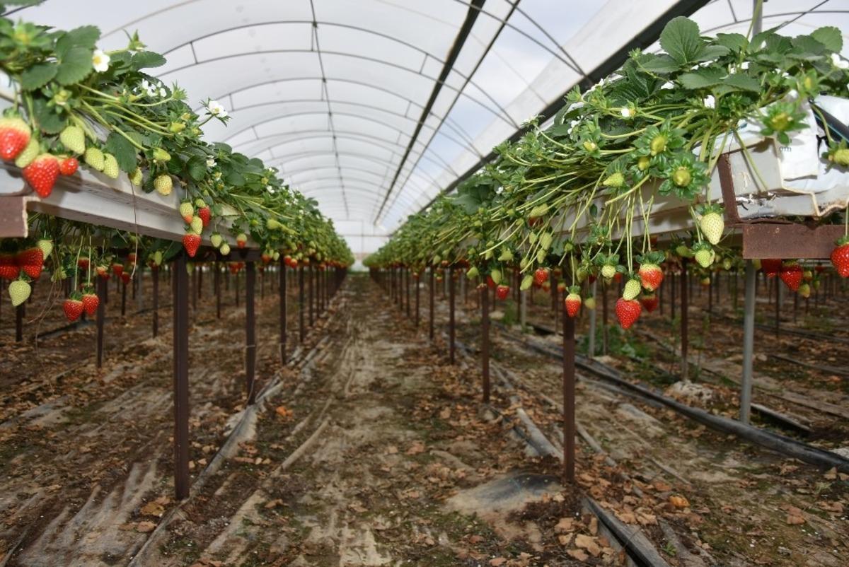 Meyve ve sebze deposu Mersin, 9 &uuml;r&uuml;nde T&uuml;rkiye birincisi